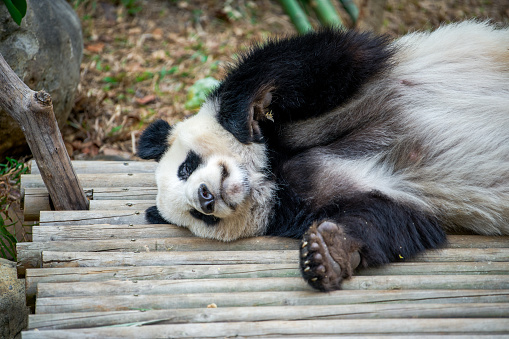 a giant panda eating bamboo