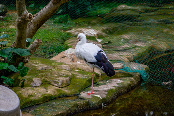 Close-up of an elegant red-crowned crane