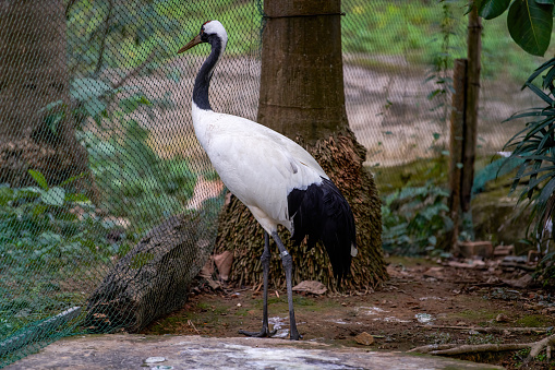 Close-up of an elegant red-crowned crane