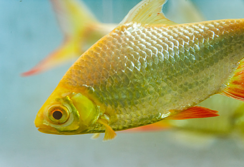 Closeup of a golden red fin crucian carp