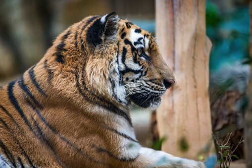 The head of a  tiger (close-up)