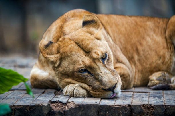 istock A big lion sleeping, animal beast 1487411713