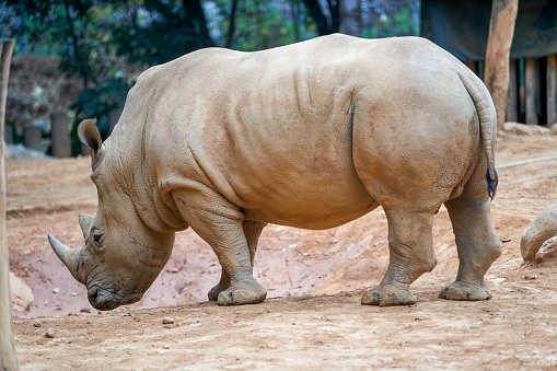 A close-up of a large rhino in the wild