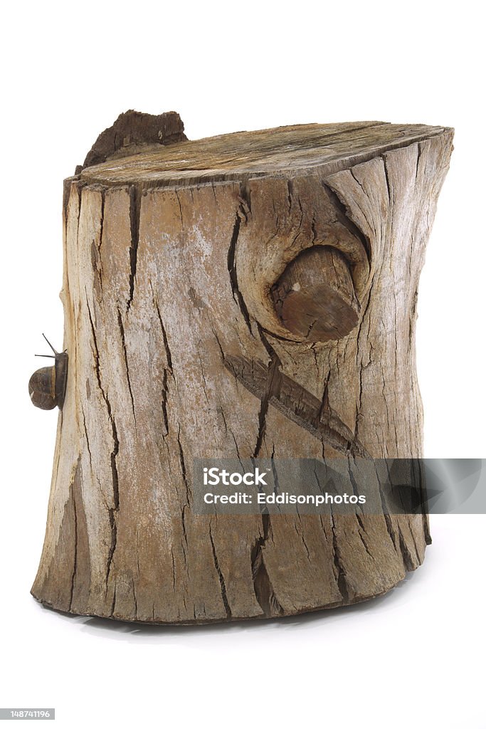 Cepo de madeira com Caracol - Foto de stock de Cepo royalty-free