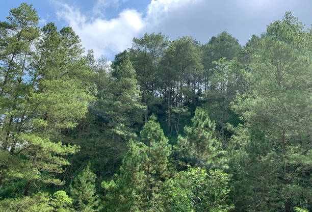 istock Green forest in Kintamani, Bali. 1487414905