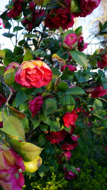 istock Camellia, ornamental flowers 1487415013