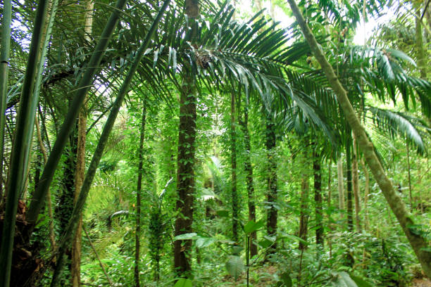 istock Green trees of Indonesian tropical forest 1487415868