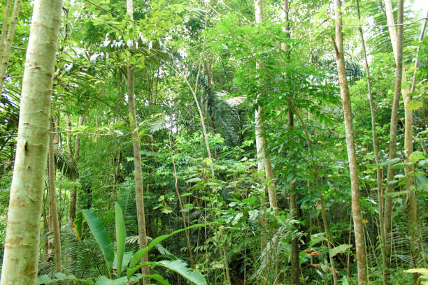 istock Green trees of Indonesian tropical forest 1487415872