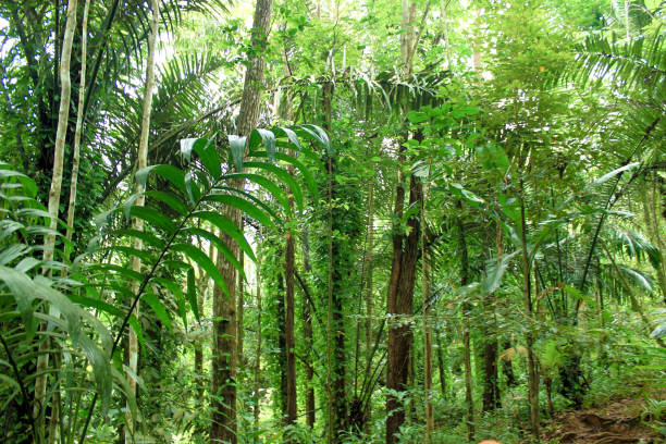 istock Green trees of Indonesian tropical forest 1487415876
