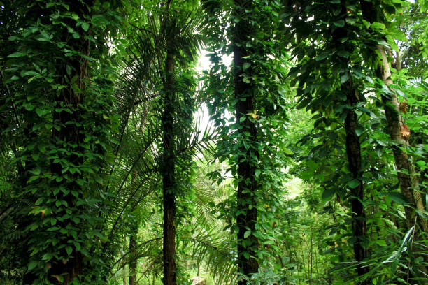 istock Green trees of Indonesian tropical forest 1487415891