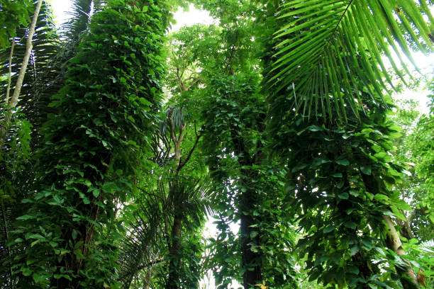 istock Green trees of Indonesian tropical forest 1487415901