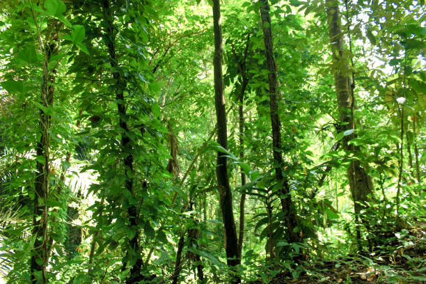 istock Green trees of Indonesian tropical forest 1487415936
