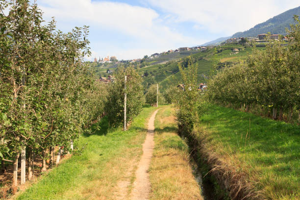 하이킹 트레일 marling waalweg 관개 수로, 사과 나무, 메라노 근처의 산 파노라마, 사우스 티롤, 이탈리아 - south tyrolean apple 뉴스 사진 이미지