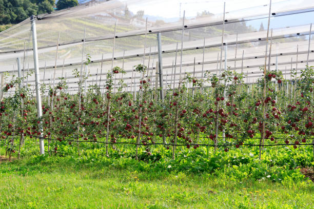 메라노, 사우스 티롤, 이탈리아의 사우스 티롤 사과 나무 - south tyrolean apple 뉴스 사진 이미지