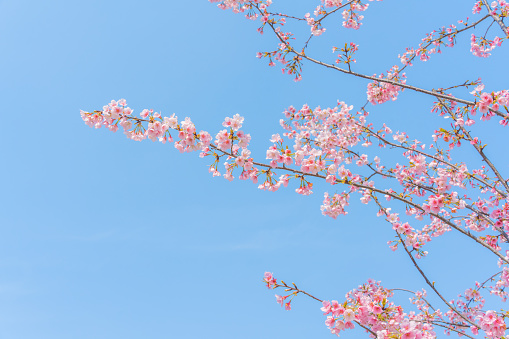 Flowers Blossoms Against Clear Blue Sky