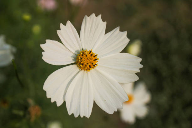 istock Close view of white cosmos flower singled out 1487417309