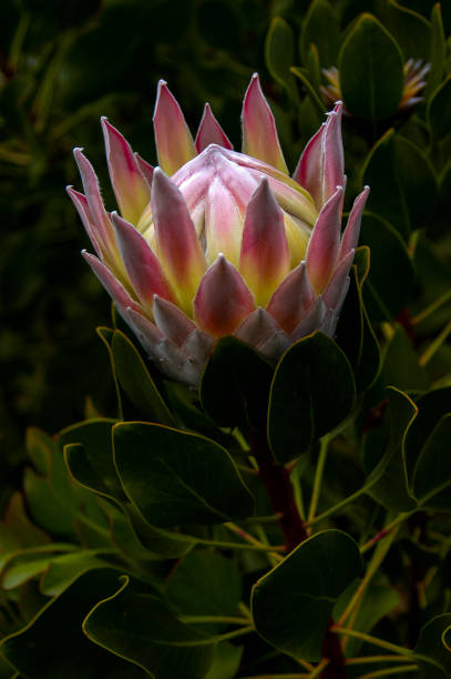 A massive protea flower with pink and rose hues is blooming.