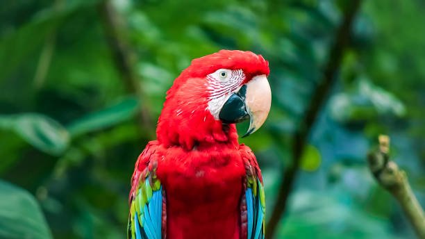 istock Beautiful Scarlet Macaw Bird 1487418446