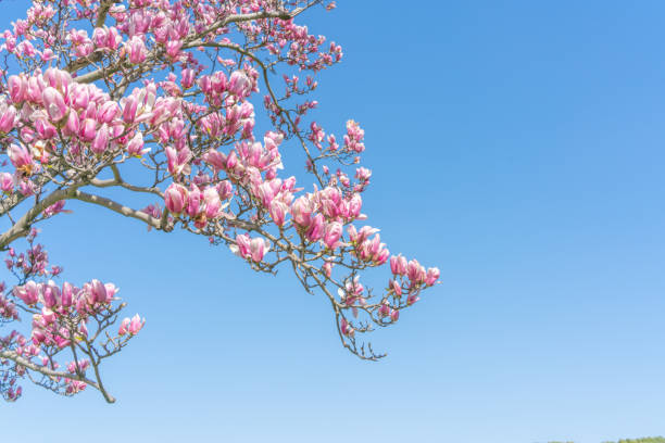 istock Flowers Blossoms Against Clear Blue Sky 1487418452