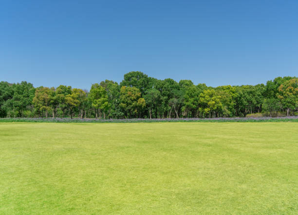 istock empty grassland and clear sky background in the park 1487418453
