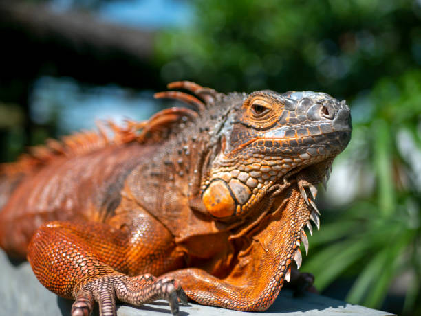 istock Bright orange iguana (Iguana iguana) under sunshine, with blur background 1487420359