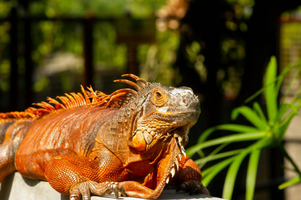 istock Bright orange iguana (Iguana iguana) under sunshine, with blur background 1487420379