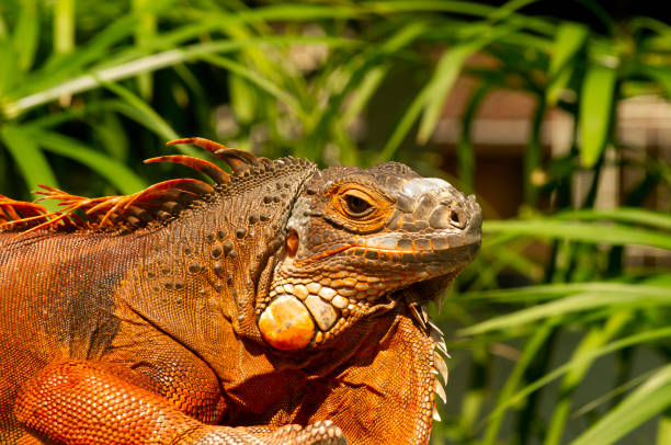 istock Bright orange iguana (Iguana iguana) under sunshine, with blur background 1487420445