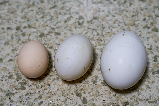 egg. Duck eggs. Close-up of the size comparison of goose eggs