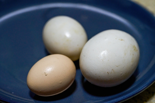 Three speckled blue eggs in a row against a white background.Related Images