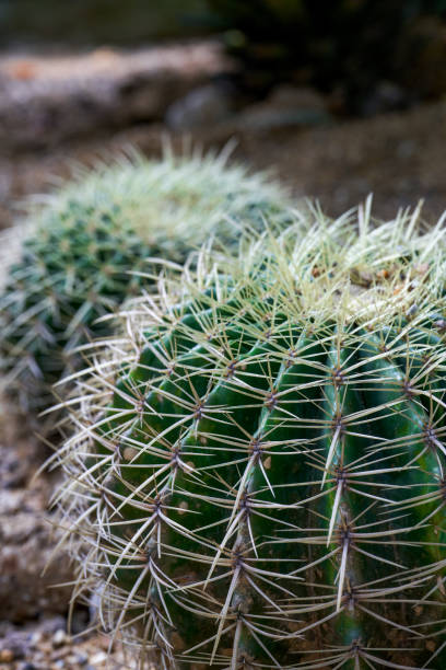 istock Close up of lush spherical cactus and thorns 1487420648