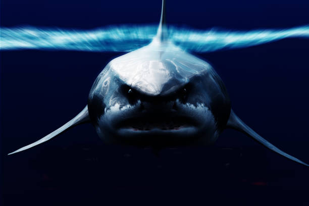 ฉลามเมกาโลดอน - เม็กกาโลดอน ภาพสต็อก ภาพถ่ายและรูปภาพปลอดค่าลิขสิทธิ์