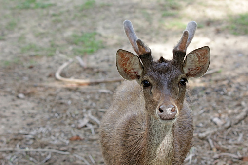 Close-up face on view of a single young deer with small antlers