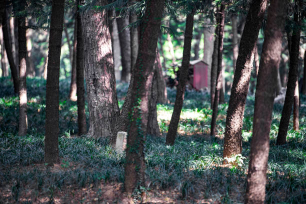 Close-up of trunks of dense forest trees