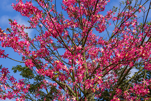 A tree full of red flowers outdoors