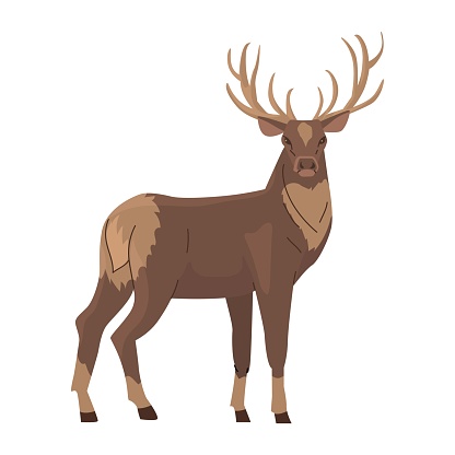 Wild Deer, stands and looks half a turn. Large branched horns. King of the Forest. Vector illustration. Isolated object on white background.