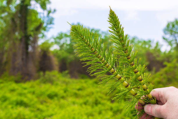 Horsetail branch in hand