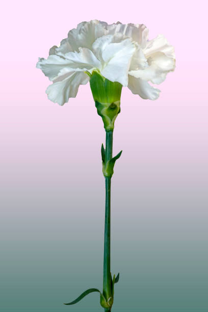 A white Carnation stock photo