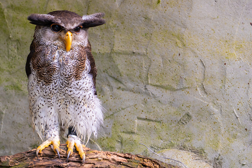 Tawny owl (Strix aluco), also known as the brown owl. Wild life animal.
