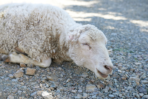 Sheep taking a nap