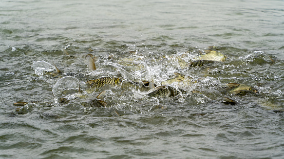 Hungry school of fish fight for food while feeding, creating splashes.