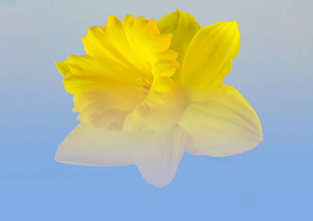 A Daffodil flower head stock photo