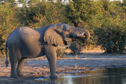 Female elephant, Elephas maximus maximus, in a bush area at sunset. The picture is taken outside the Yala National Park in the Uva Province in Sri Lanka