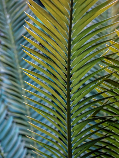 Sago Palm leaves stock photo