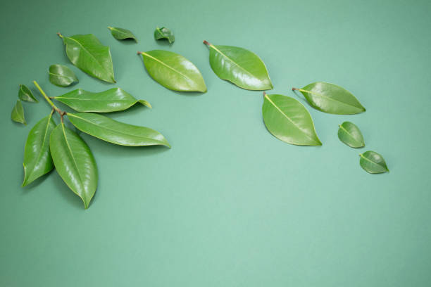 istock tropical green  leaves on green background 1487428394