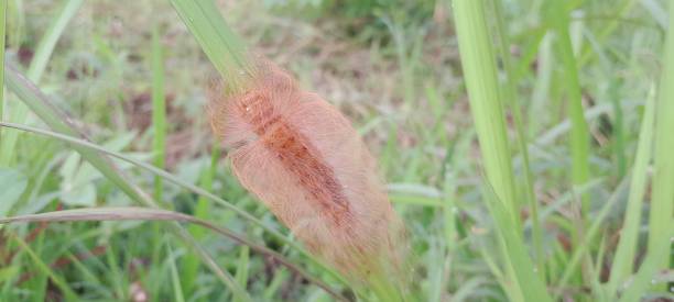 istock A furry Flannel Moth caterpillar on a leaf 1487428465