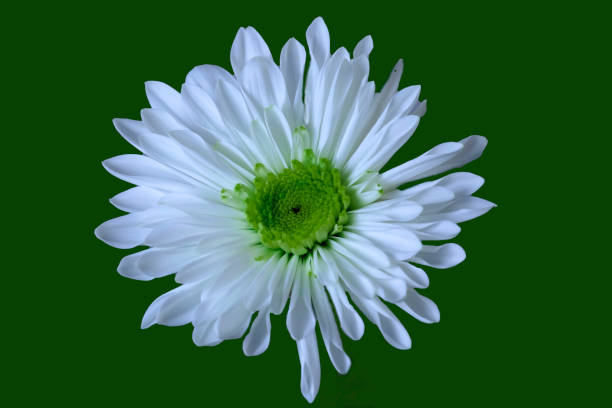 A white Florist's daisy stock photo