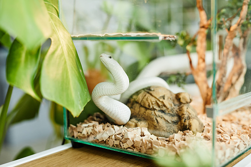 White rat snake groveling along transparent glass terrarium with sawdust standing on wooden shelf or desk by green domestic plant