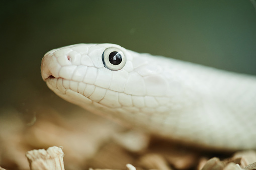Close-up of head and eye of white rat snake which represents exotic pet and can be used in animal assisted therapy against green background