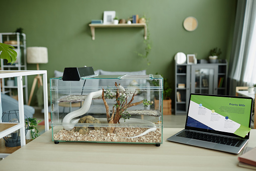 Laptop with graphic data on screen and glass terrarium with white rat snake creeping over small tree-like plant growing in sawdust