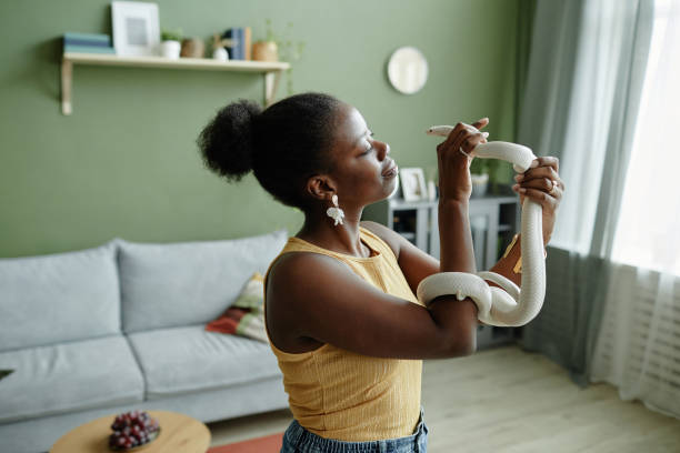 cobra de rato branco enlacing braço de jovem proprietário feminino afro-americano - reptile animal snake pets - fotografias e filmes do acervo